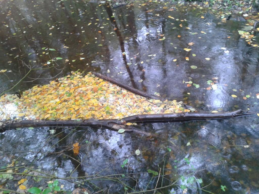 Mit dem Fluss - Einleitung und Widerstand in der Rückführungstherapie CameraZOOM-20131004162922130-1024x768