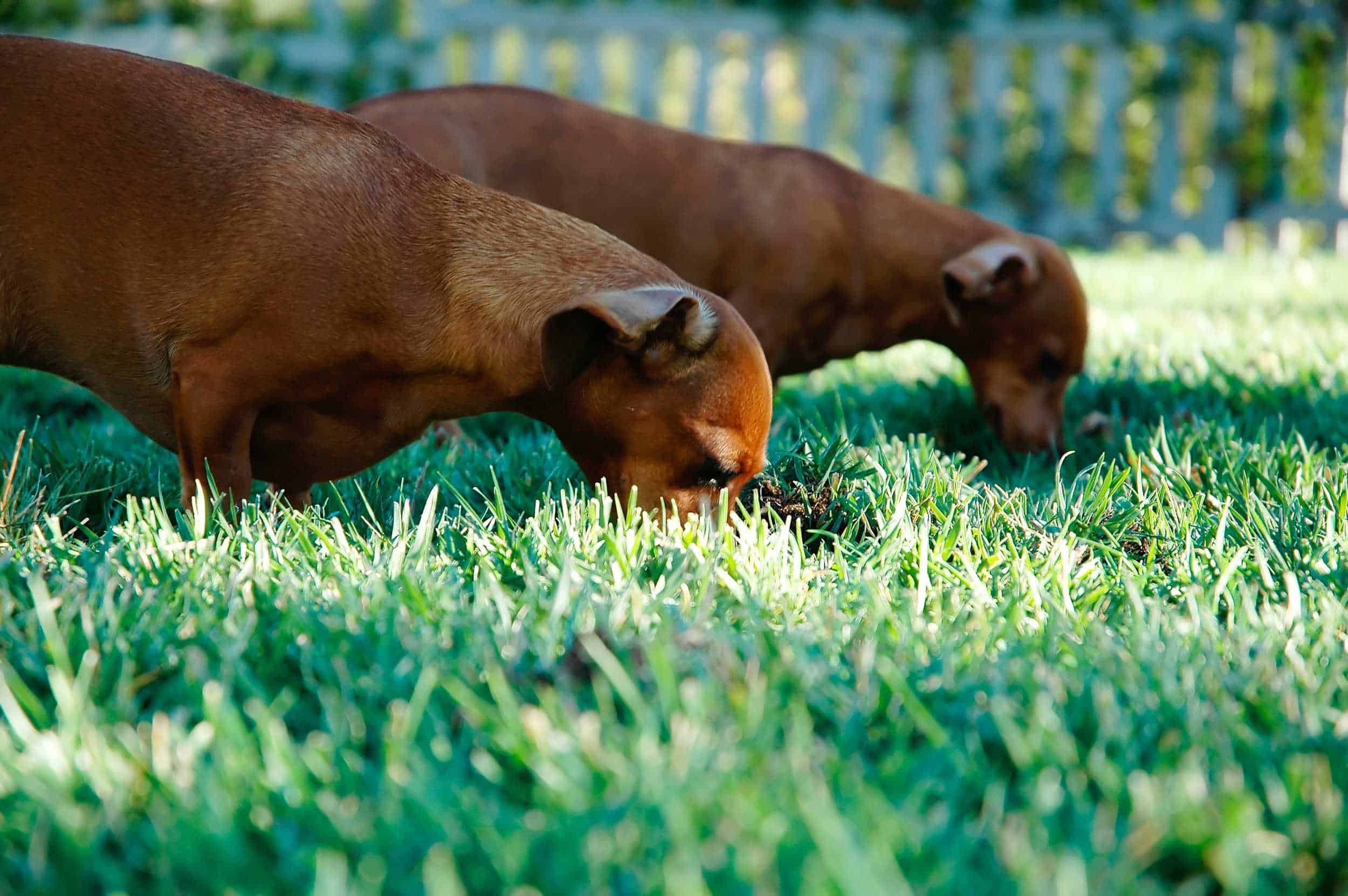 unsplash_noel_lopez Schnuppernde Hunde