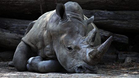 Nashorn atmet durch