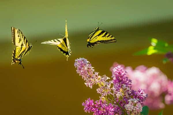 fliegender Schmetterling, Befreiung