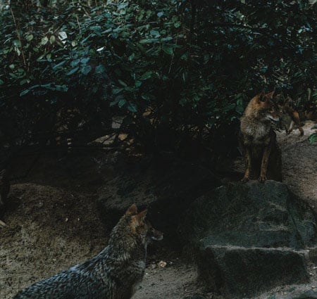 Rückführungstherapie: Wilde Tiere