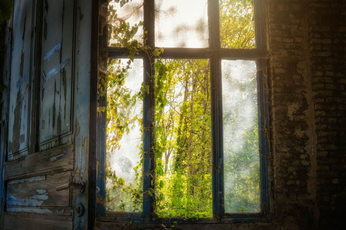 Blick durch ein altes Fenster ins Grüne