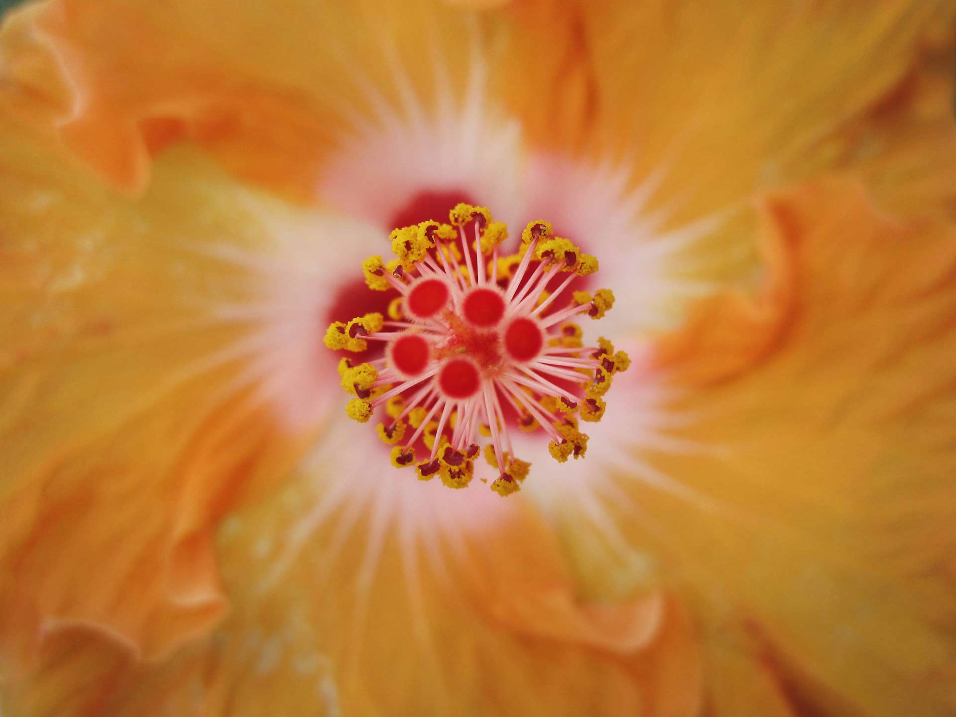 Blüte Header Hintergründe Zentrum einer Blüte - Yager